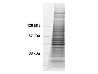 HeLa Whole Cell Lysate - (Doxorubicin Stimulated 1.0 mg/ml by Lowry assay in 1X SDS-PAGE Sample Buf