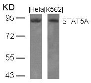 Anti-STAT5A (Ab-694)