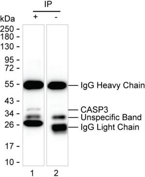 Anti-CASP3