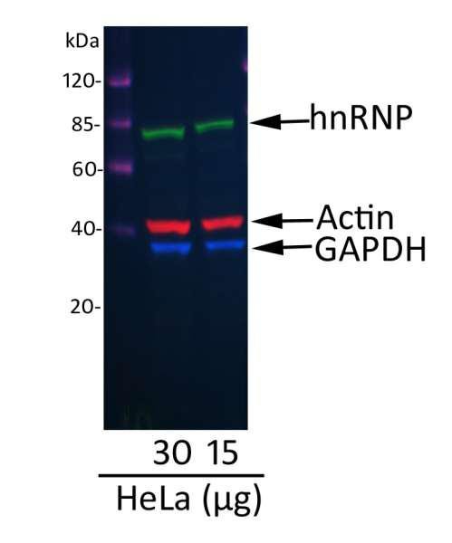Anti-Goat IgG-heavy and light chain cross-adsorbed, DyLight(R) 488 conjugated