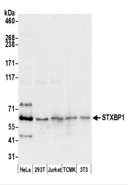 Anti-STXBP1/MUNC18-1