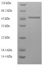 F-actin-capping protein subunit alpha-2 (CAPZA2), human, recombinant