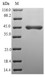 NEDD8-conjugating enzyme UBE2F (UBE2F), human, recombinant