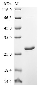 Translationally-controlled tumor protein (TPT1), human, recombinant