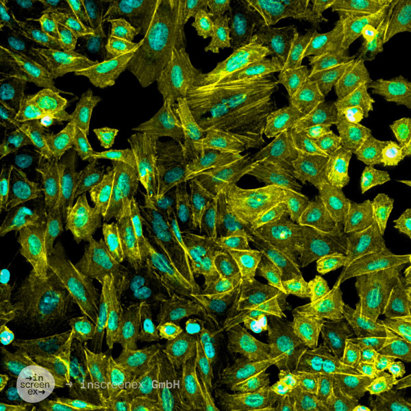 CHO-CCR8 Cells