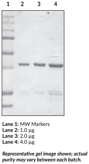 PCAF Histone Acetyltransferase (human, recombinant)