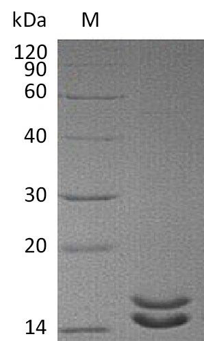 Interleukin-2 (IL2) (L100F,R101D,L105V,I106V,I112F) (Active), human, recombinant