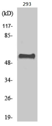 Anti-CSTF2 / CstF 64