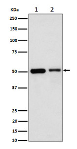 Anti-ANXA7 / Annexin A7, clone 30A51