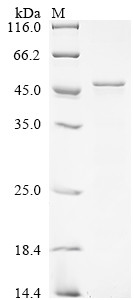 Cyclin-dependent kinase 12 (Cdk12), partial, Drosophila melanogaster, recombinant