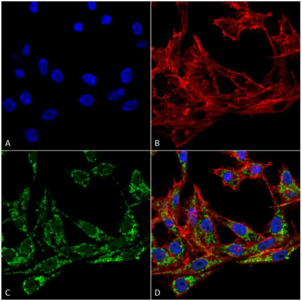 Anti-COX1 / Cyclooxygenase 1