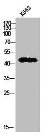 Anti-PGA3/PGA4/PGA5 (PACO02968)