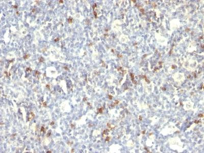 Anti-CD57 / B3GAT1 (Natural Killer Cell Marker)(Clone: SPM129)