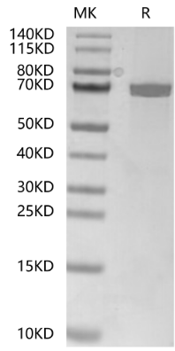 Wnt-3a hFc Chimera, Human