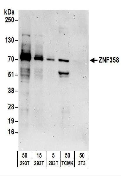 Anti-ZNF358