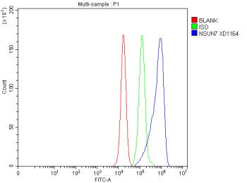 Anti-NSUN7 / NOP2/Sun RNA methyltransferase family member 7