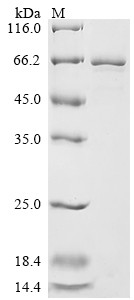 Protein disulfide-isomerase A2 (Pdia2), mouse, recombinant