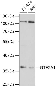 Anti-GTF2A1