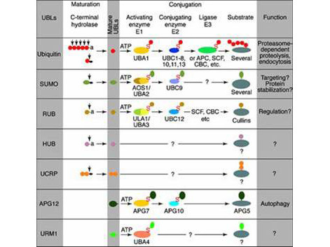 Anti-Ubiquitin-Conjugating Enzyme E2J2 (Ube2j2)
