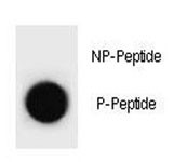 Anti-phospho-p21 (Ser78)