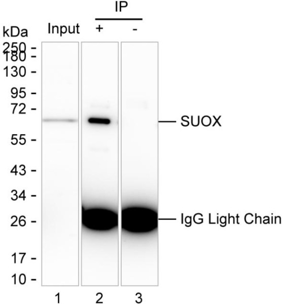 Anti-Sulfite oxidase