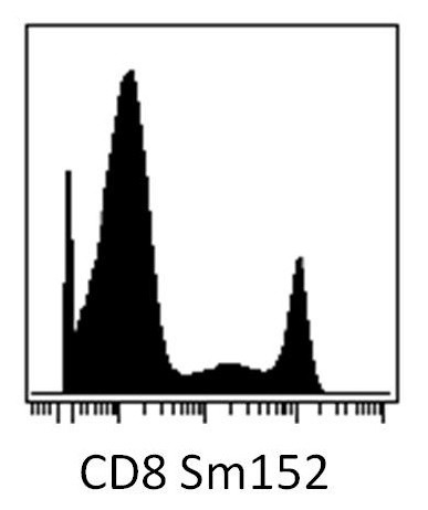 Anti-CD8, clone MEM-31