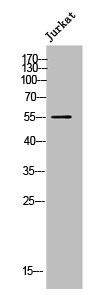 Anti-CYP21A2