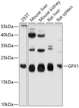 Anti-GPX1