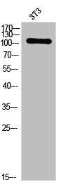 Anti-Phospho-PRKD1 (S205)