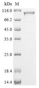 Cholesterol side-chain cleavage enzyme, mitochondrial (CYP11A1), Biotinylated, human, recombinant