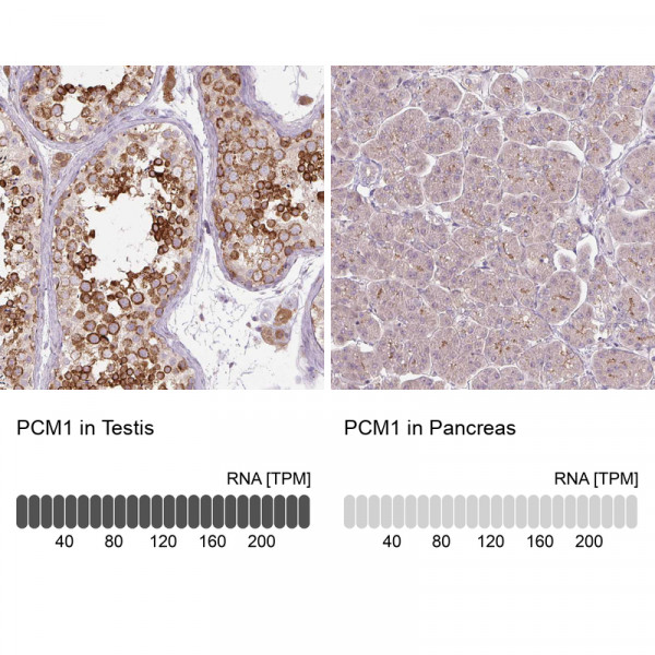 Anti-PCM1, clone CL0206