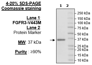 FGFR3 (V443M), His-Tag