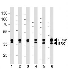 Anti-ERK1/2, clone 784CT7.6.3