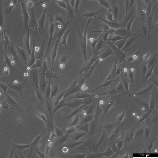 A72 Cells