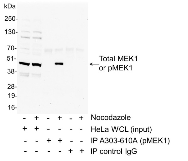 Anti-phospho-MEK1(Thr286)