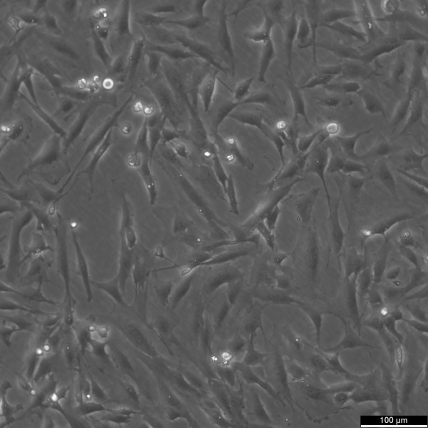 SF126 Cells