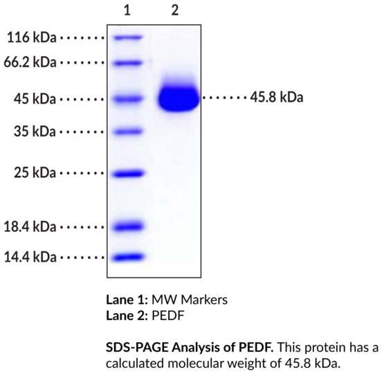 PEDF (human, recombinant)