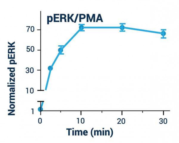 ERK Phosphorylation Assay Kit