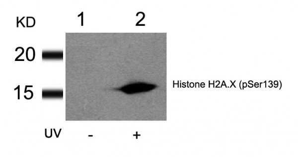 Anti-phospho-Histone H2A.XS139ph (Ser139)