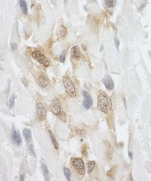 Anti-LPP (IHC)