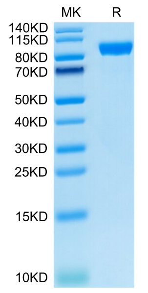 Human AXL Protein