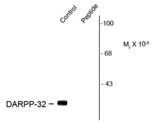 Anti-phospho-DARPP32 (Ser137)
