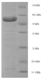 Lysyl oxidase homolog 1 (Loxl1), mouse, recombinant