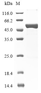 Glial fibrillary acidic protein (GFAP), human, recombinant