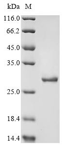Rho guanine nucleotide exchange factor 12 (ARHGEF12), partial, human, recombinant