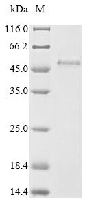 Transmembrane protein PVRIG (PVRIG), human, recombinant