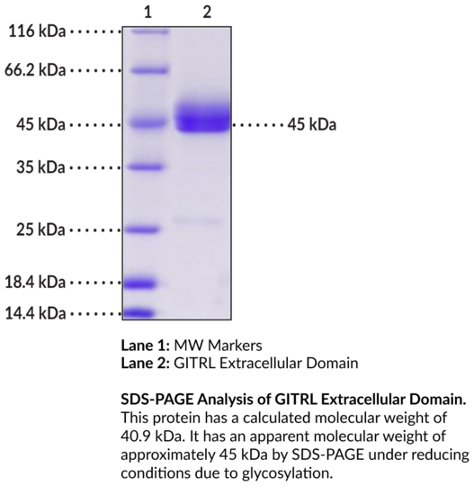 GITRL Extracellular Domain (human, recombinant)