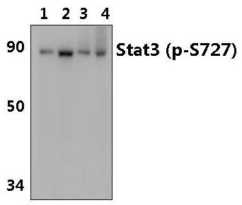 Anti-phospho-STAT3 (Ser727)