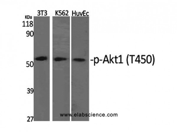 Anti-Phospho-Akt1 (Thr450)