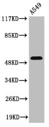 Anti-Cleaved-MMP17 (Q129)